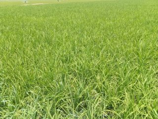 IMG-20210422-WA0055